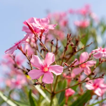 Valeria Вилла *